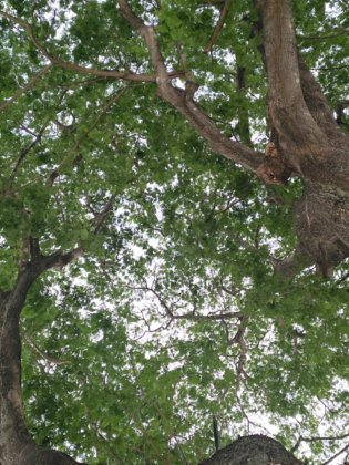 Disfrutar de la Vida