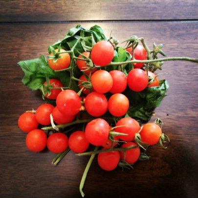 Tomates Orgánicos de la Huerta